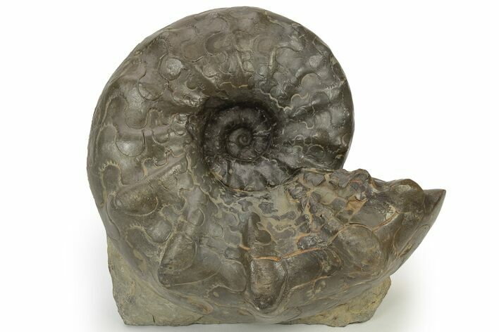 Triassic Ammonite (Ceratites nodosus) Fossil - Germany #240840